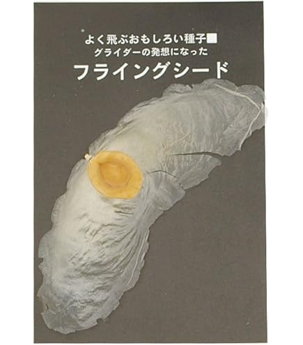 アルソミトラの種 11点セット★やや傷ありのためお得セット！￼￼ アルソミトラの種 11点セット☆やや傷ありのためお得セット！￼